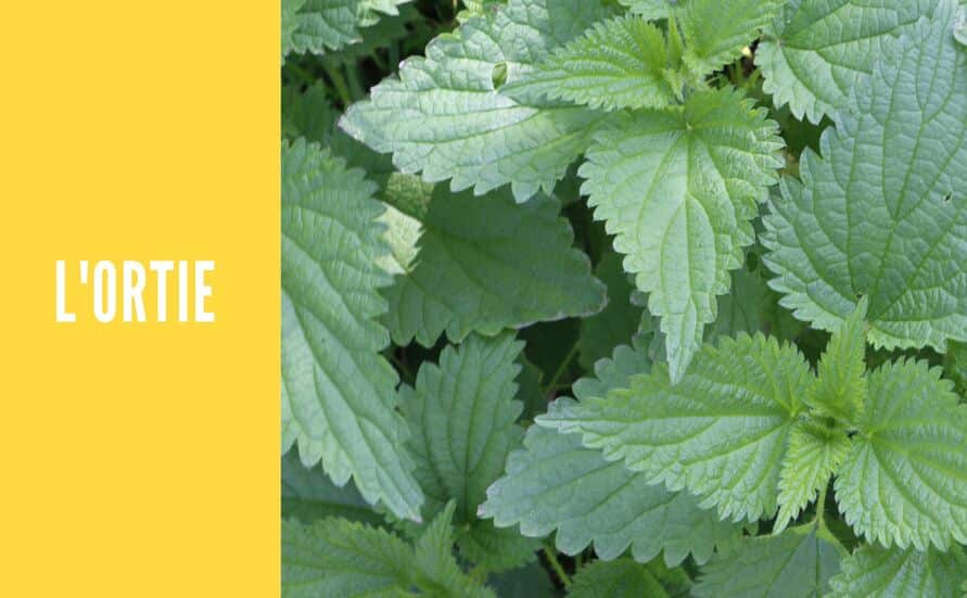 Les 5 meilleurs remèdes naturels contre l'allergie au pollen
